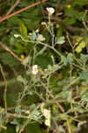 Sticky jointvetch